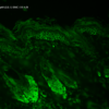 Mouse Anti-Hsp60 Antibody [LK-1] used in Immunohistochemistry (IHC) on Mouse backskin (SMC-110)