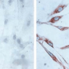 Mouse Anti-Hsp60 Antibody [LK1,] used in Immunocytochemistry/Immunofluorescence (ICC/IF) on Human skin Fibroblasts (SMC-110)