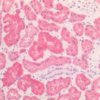 Mouse Anti-HSP60 Antibody [LK2] used in Immunohistochemistry (IHC) on Human Kidney (SMC-111)