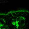 Mouse Anti-Hsp60 Antibody [LK-2] used in Immunohistochemistry (IHC) on Mouse backskin (SMC-111)