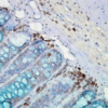 Mouse Anti-Hsp90 Antibody [AC-16] used in Immunohistochemistry (IHC) on Mouse inflamed colon (SMC-112)