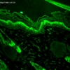 Mouse Anti-Hsp27 Antibody [8A7] used in Immunohistochemistry (IHC) on Mouse backskin (SMC-114)