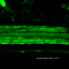 Mouse Anti-Hsp27 Antibody [8A7] used in Immunohistochemistry (IHC) on Mouse backskin (SMC-114)