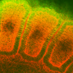 SMC-114_Hsp27_Antibody_8A7_IP_Rat_embryo-somites_1.png