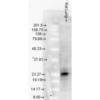 Mouse Anti-Hsp27 Antibody [8A7] used in Western Blot (WB) on Rat Lung tissue lysates (SMC-114)