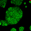 Mouse Anti-CD74 Antibody [PIN 1.1] used in Immunocytochemistry/Immunofluorescence (ICC/IF) on Human HaCaT cells (SMC-116)