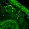 Mouse Anti-CD74 Antibody [PIN 1.1] used in Immunohistochemistry (IHC) on Mouse backskin (SMC-116)