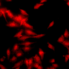 Rat Anti-HSF1 Antibody [10H8] used in Immunocytochemistry/Immunofluorescence (ICC/IF) on Human Heat Shocked cervical cancer cells (HeLa) (SMC-118)