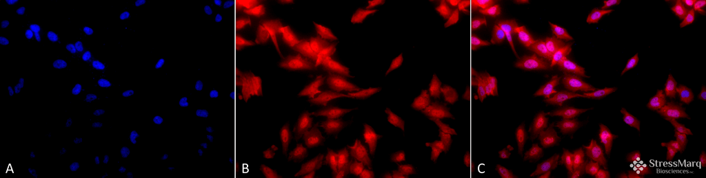 <p>Immunocytochemistry/Immunofluorescence analysis using Rat Anti-HSF1 Monoclonal Antibody, Clone 10H8 (SMC-118). Tissue: Heat Shocked cervical cancer cells (HeLa). Species: Human. Fixation: 2% Formaldehyde for 20 min at RT. Primary Antibody: Rat Anti-HSF1 Monoclonal Antibody (SMC-118) at 1:100 for 12 hours at 4°C. Secondary Antibody: APC Goat Anti-Rat (red) at 1:200 for 2 hours at RT. Counterstain: DAPI (blue) nuclear stain at 1:40000 for 2 hours at RT. Localization: Diffuse nuclear and cytoplasmic staining. Magnification: 20x. (A) DAPI (blue) nuclear stain. (B) Anti-HSF1 Antibody. (C) Composite. Heat Shocked at 42°C for 1h.</p>
