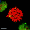 Rat Anti-HSF1 Antibody [10H8] used in Immunocytochemistry/Immunofluorescence (ICC/IF) on Human Heat Shocked mitotic HeLa cells (SMC-118)