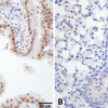 Rat Anti-HSF1 Antibody [10H8] used in Immunohistochemistry (IHC) on Mouse Lung (SMC-118)