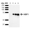 Rat Anti-HSF1 Antibody [10H8] used in Western Blot (WB) on Human Breast adenocarcinoma cell line (MCF7) (SMC-118)