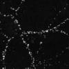 Mouse Anti-PSD95 Antibody [6G6] used in Immunocytochemistry/Immunofluorescence (ICC/IF) on Rat dissociated hippocampal neurons (SMC-122)