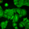 Mouse Anti-PSD95 Antibody [7E3] used in Immunocytochemistry/Immunofluorescence (ICC/IF) on Human HaCaT cells (SMC-123)