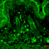 Mouse Anti-PSD95 Antibody [7E3] used in Immunohistochemistry (IHC) on Mouse backskin (SMC-123)