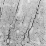 SMC-123_PSD95_Antibody_7E3_IHC_Rat_Neocortex_1.png