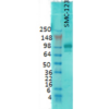 Mouse Anti-PSD95 Antibody [7E3] used in Western Blot (WB) on Rat brain membrane lysate (SMC-123)