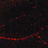 Mouse Anti-CaMKII Antibody [6G9] used in Immunocytochemistry/Immunofluorescence (ICC/IF) on Mouse dissociated hippocampal neurons (SMC-124)