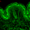 Mouse Anti-CaMKII Antibody [6G9] used in Immunohistochemistry (IHC) on Mouse backskin (SMC-124)