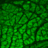 Mouse Anti-CaMKII Antibody [22B1] used in Immunohistochemistry (IHC) on Mouse backskin (SMC-125)
