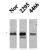 Mouse Anti-CaMKII Antibody [22B1] used in Western Blot (WB) on Mouse Ventricle lysates (SMC-125)