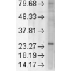 Mouse Anti-KDEL Receptor Antibody [KR-10] used in Western Blot (WB) on Rat tissue lysate (SMC-129)