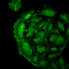 Mouse Anti-HO-1 Antibody [1F12-A6] used in Immunocytochemistry/Immunofluorescence (ICC/IF) on Human HaCaT cells (SMC-131)