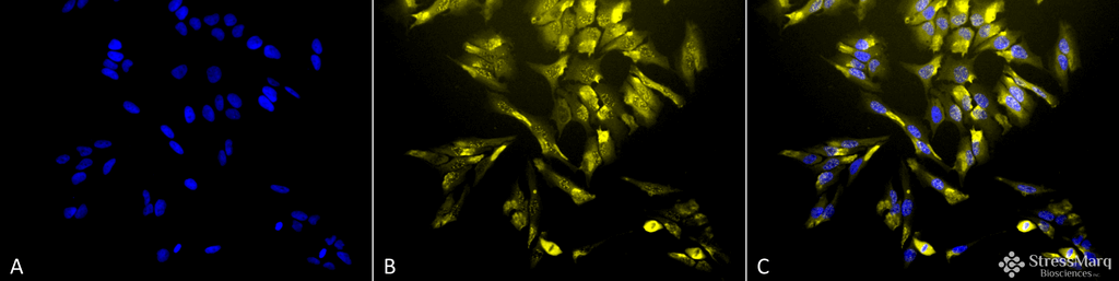 <p>Immunocytochemistry/Immunofluorescence analysis using Mouse Anti-HO-1 Monoclonal Antibody, Clone 1F12-A6 (SMC-131). Tissue: Cervical cancer cell line (HeLa). Species: Human. Fixation: 2% Formaldehyde for 20 min at RT. Primary Antibody: Mouse Anti-HO-1 Monoclonal Antibody (SMC-131) at 1:100 for 12 hours at 4°C. Secondary Antibody: R-PE Goat Anti-Mouse (yellow) at 1:200 for 2 hours at RT. Counterstain: DAPI (blue) nuclear stain at 1:40000 for 2 hours at RT. Localization: Microsome. Endoplasmic reticulum. Localizes to the nucleus upon hypoxia. Magnification: 20x. (A) DAPI (blue) nuclear stain. (B) Anti-HO-1 Antibody. (C) Composite.</p>
