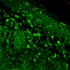 Mouse Anti-HO-1 Antibody [1F12-A6] used in Immunohistochemistry (IHC) on Mouse backskin (SMC-131)