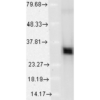 Mouse Anti-HO-1 Antibody [1F12-A6] used in Western Blot (WB) on Human Cervical cancer cell line (HeLa) lysate (SMC-131)