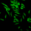 Mouse Anti-Hsp90 alpha/beta Antibody [K41220A] used in Immunocytochemistry/Immunofluorescence (ICC/IF) on Human Cervical cancer cell line (HeLa) (SMC-135)