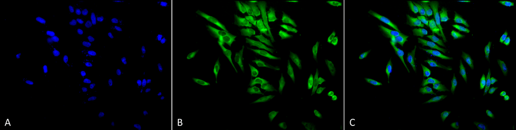 <p>Immunocytochemistry/Immunofluorescence analysis using Mouse Anti-Hsp90 alpha/beta Monoclonal Antibody, Clone K41220A (SMC-135). Tissue: Cervical cancer cell line (HeLa). Species: Human. Fixation: 2% Formaldehyde for 20 min at RT. Primary Antibody: Mouse Anti-Hsp90 alpha/beta Monoclonal Antibody (SMC-135) at 1:100 for 12 hours at 4°C. Secondary Antibody: FITC Goat Anti-Mouse (green) at 1:200 for 2 hours at RT. Counterstain: DAPI (blue) nuclear stain at 1:40000 for 2 hours at RT. Localization: Cytoplasm. Melanosome. Magnification: 20x. (A) DAPI (blue) nuclear stain. (B) Anti-Hsp90 alpha/beta Antibody. (C) Composite.</p>

