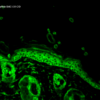 Mouse Anti-Hsp90 alpha Antibody [K41220A] used in Immunohistochemistry (IHC) on Mouse backskin (SMC-135)