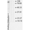 Mouse Anti-Hsp90 Antibody [D7Alpha] used in Western Blot (WB) on Rat cell lysates (SMC-137)