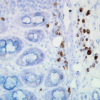 Mouse Anti-Hsp90 Antibody [D7alpha] used in Immunohistochemistry (IHC) on Mouse inflamed colon (SMC-137)