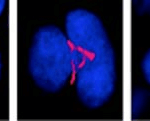 SMC-138_FKBP51_Antibody_Hi51B_ICC-IF_Mouse_MK-cells_1.png