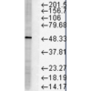 Mouse Anti-FKBP51 Antibody [Hi51B] used in Western Blot (WB) on Human Cervical cancer cell line (HeLa) lysate (SMC-138)