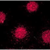 Mouse Anti-FKBP52 Antibody [Hi52C] used in Immunocytochemistry/Immunofluorescence (ICC/IF) on Human MCF-7 cells (metastatic mammary gland/breast cell line) (SMC-139)