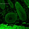 Mouse Anti-FKBP52 Antibody [Hi52C] used in Immunohistochemistry (IHC) on Mouse backskin (SMC-139)