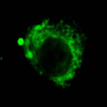SMC-141_LAMP2_Antibody_GL2A7_ICC-IF_Rabbit_Corneal-Endothelial-Cell-CEC_1.png