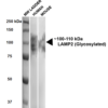 Rat Anti-LAMP2 Antibody [GL2A7] used in Western Blot (WB) on Human, Mouse  HEK293 and 3T3NIH cell lysates (SMC-141)