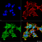 SMC-142-Alpha-A-Crystallin-Antibody-1H3B8-ICC-IF-Human-Neuroblastoma-cell-line-SK-N-BE-60X-Composite-1.png