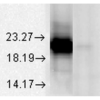 Mouse Anti-Alpha A Crystallin Antibody [1H3.B8] used in Western Blot (WB) on Bovine tissue lysate (SMC-142)