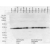 Mouse Anti-Hsp40 Antibody [3B9.E6] used in Western Blot (WB) on Human Cell lysates (SMC-145)