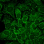 SMC-147_Hsp90-alpha_Antibody_2G5-G3_ICC-IF_Human_HaCaT-cells_1.png