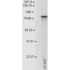 Mouse Anti-Hsp90 alpha Antibody [2G5.G3] used in Western Blot (WB) on Rat tissue lysate (SMC-147)