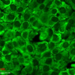 SMC-149_Hsp90_Antibody_4F3-E8_ICC-IF_Human_HaCaT-cells_1.png