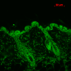 Mouse Anti-Hsp90 Antibody [4F3.E8] used in Immunohistochemistry (IHC) on Mouse backskin (SMC-149)