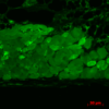 Mouse Anti-Hsp90 Antibody [4F3.E8] used in Immunohistochemistry (IHC) on Mouse muscle tissue (SMC-149)