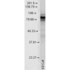 Mouse Anti-Hsp90 Antibody [4F3.E8] used in Western Blot (WB) on Rat tissue lysate (SMC-149)